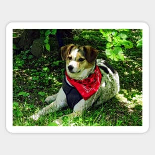 Dogs - Dog in Red Scarf Sticker